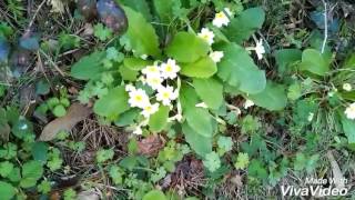 Primula silvestre de galicia
