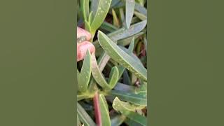 Isilonda, amatonsils name ulcers 