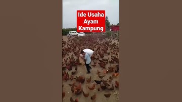 ide usaha ternak ayam kampung skala besar #ideusaha #idebisnis #ternakayamkampungpemula