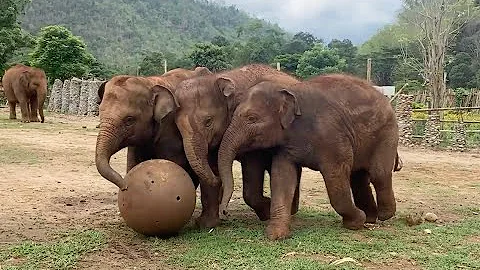 Top Ten Baby Elephants at Play 2024! - ElephantNews