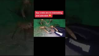 Spycrab