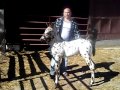 zapotlan del rey potrillo appaloosa