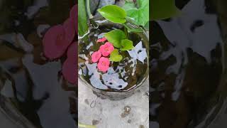 "মাটির স্পর্শে ফুলের শেষ হাসি।🍂" #FallingBeauty #CalmAndPeace #SilentBeauty #SlowMoMagic #FlowerFall