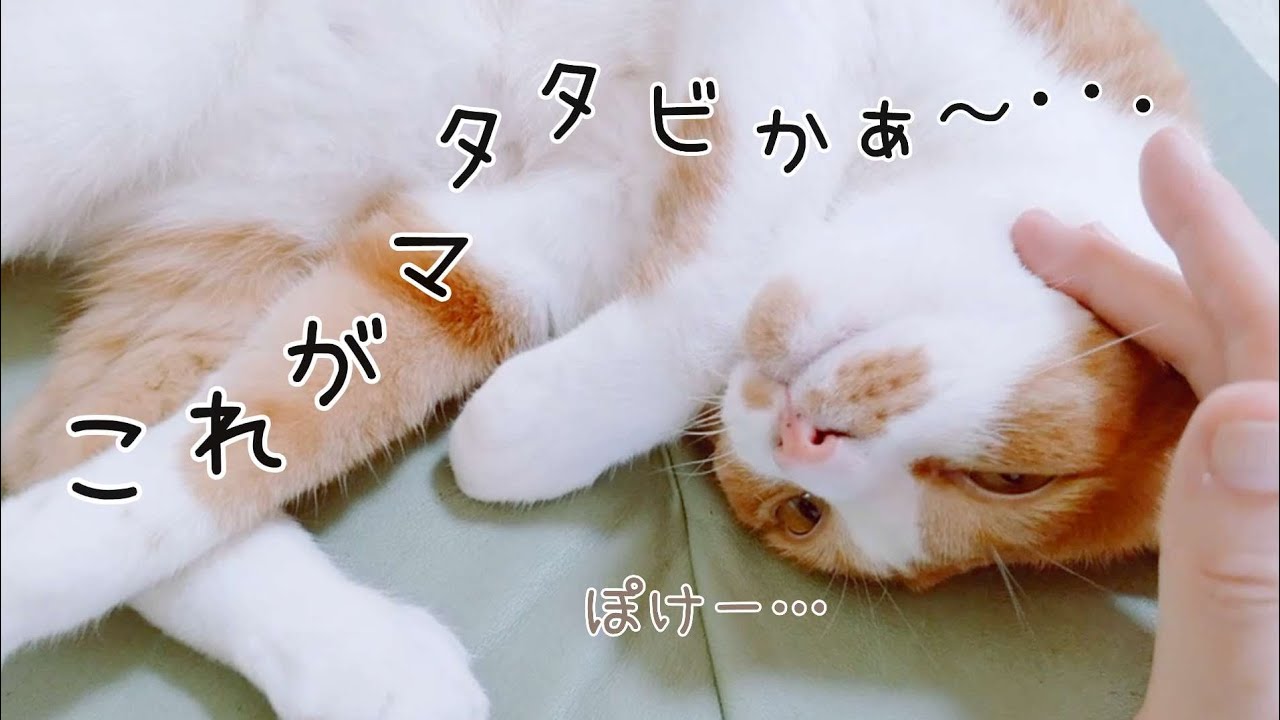 初めてマタタビに反応して疲れちゃった猫と心配性な飼い主 笑