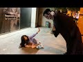 Craziest Moments Fell Down Dracula Prank