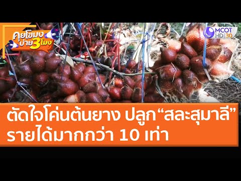ตัดใจโค่นต้นยาง ปลูก “สละสุมาลี” รายได้มากกว่า 10 เท่า (22 มี.ค. 64) คุยโขมงบ่าย 3 โมง