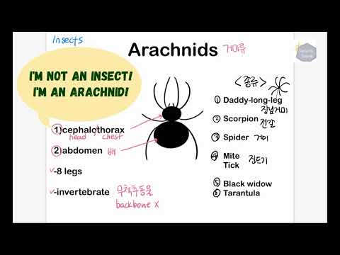 Arachnids 거미류 - 거미류에 관한 영어 단어