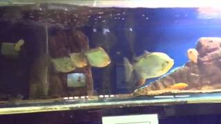 Horny little silver dollar trying to breed with huge red ho - YouTube Horny little silver dollar trying to breed with huge red ho - YouTube