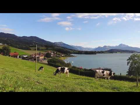 Village 6 Cow