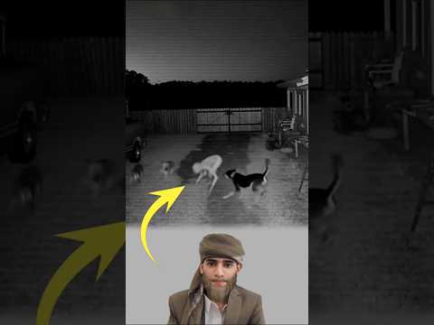 هبط الجني فجأة فحاصرته الكلاب من كل جانب حتى لم يجد مخرج ا يهرب منه  