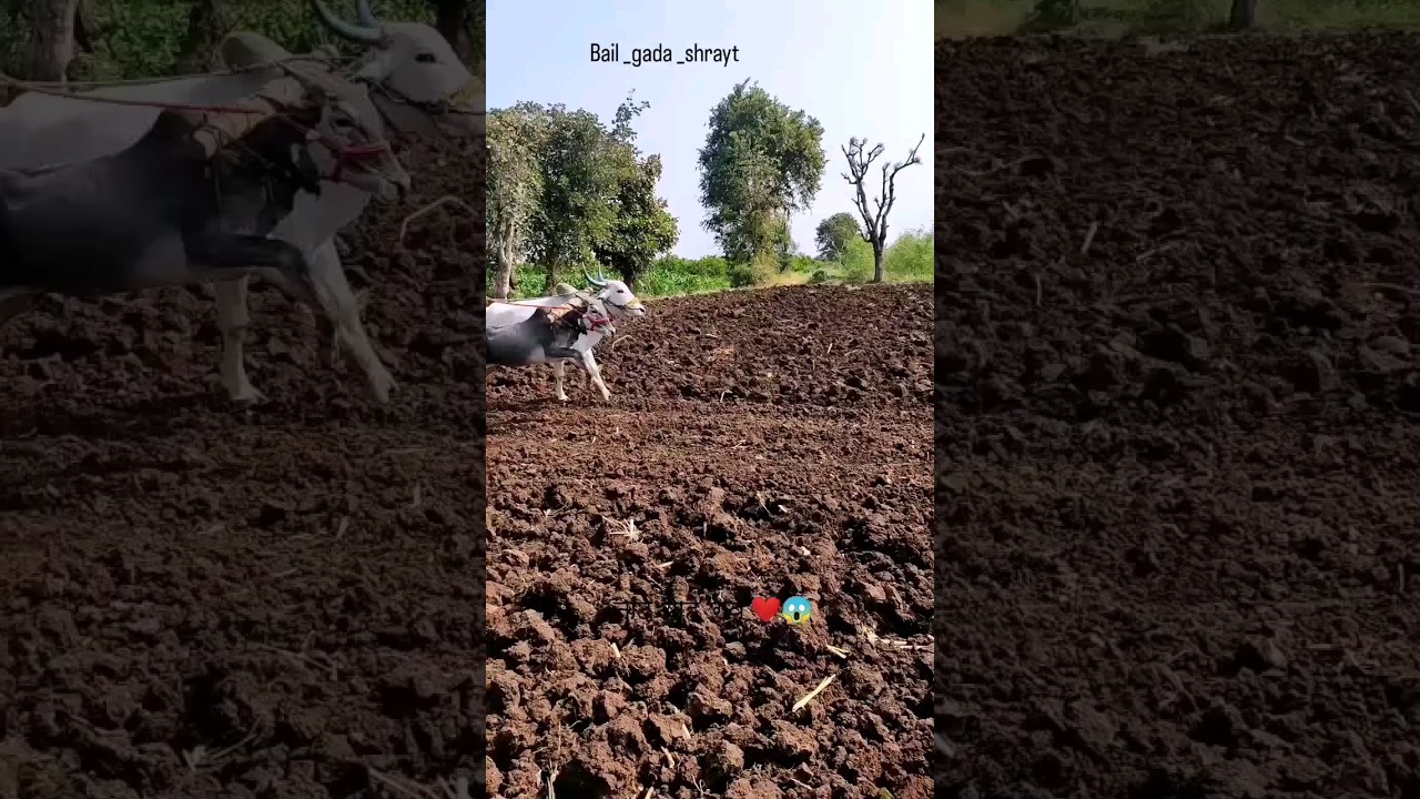 ||बैलगाडा शर्यत||🔥😱 