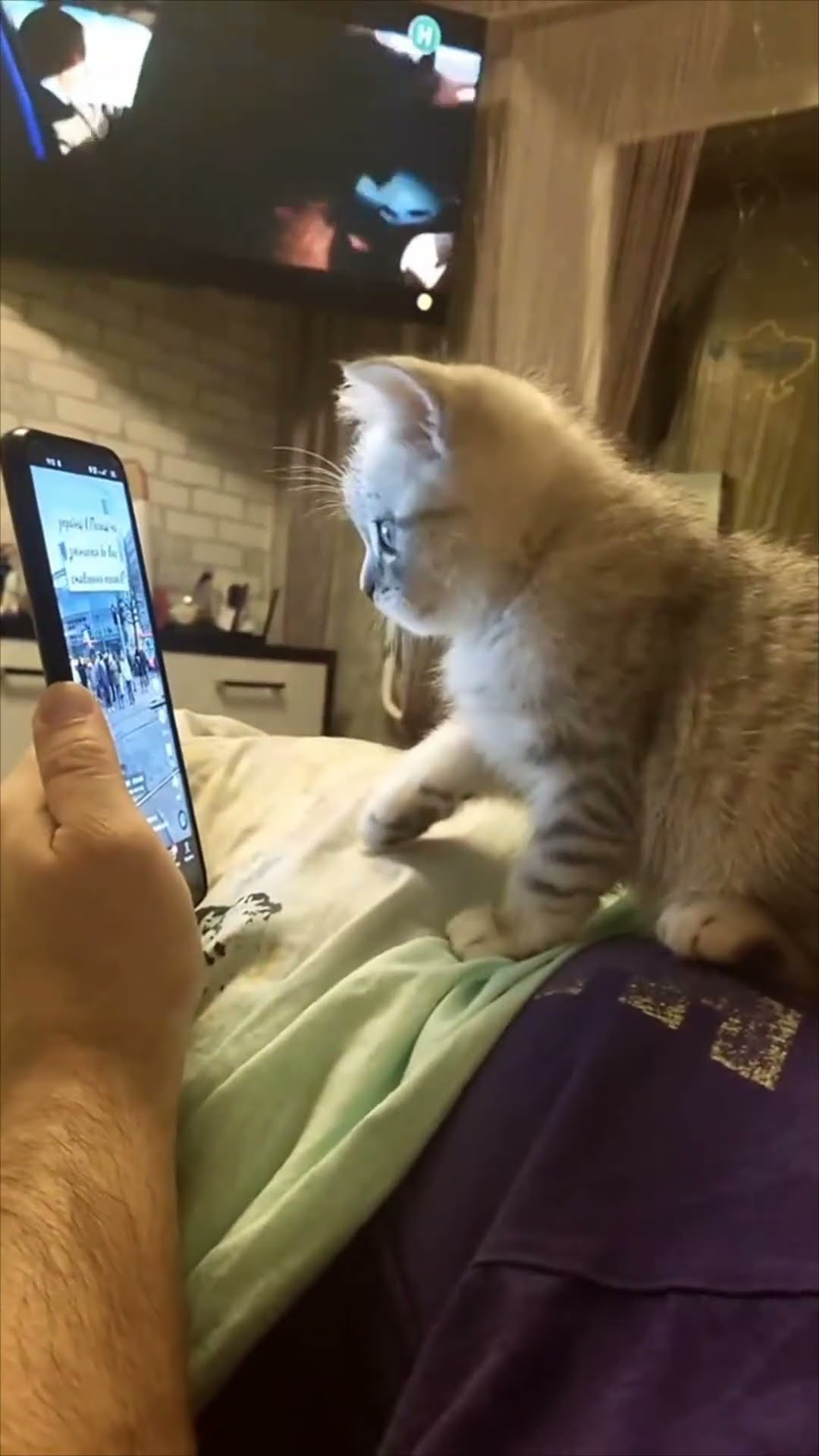 Kitten Scrolling Through TikTok Videos