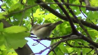 Весняний спів вівчарика- ковалика ( Phylloscopus collybita) у Вроцлаві