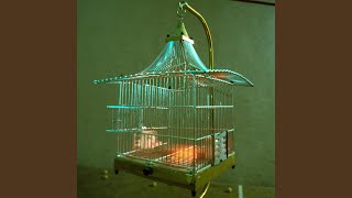 El Pajarito - Diego Baeza
