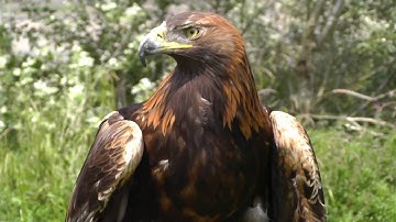 A STORY IS A LIVING THING: Niigaan James Sinclair - Stories Are Living Beings