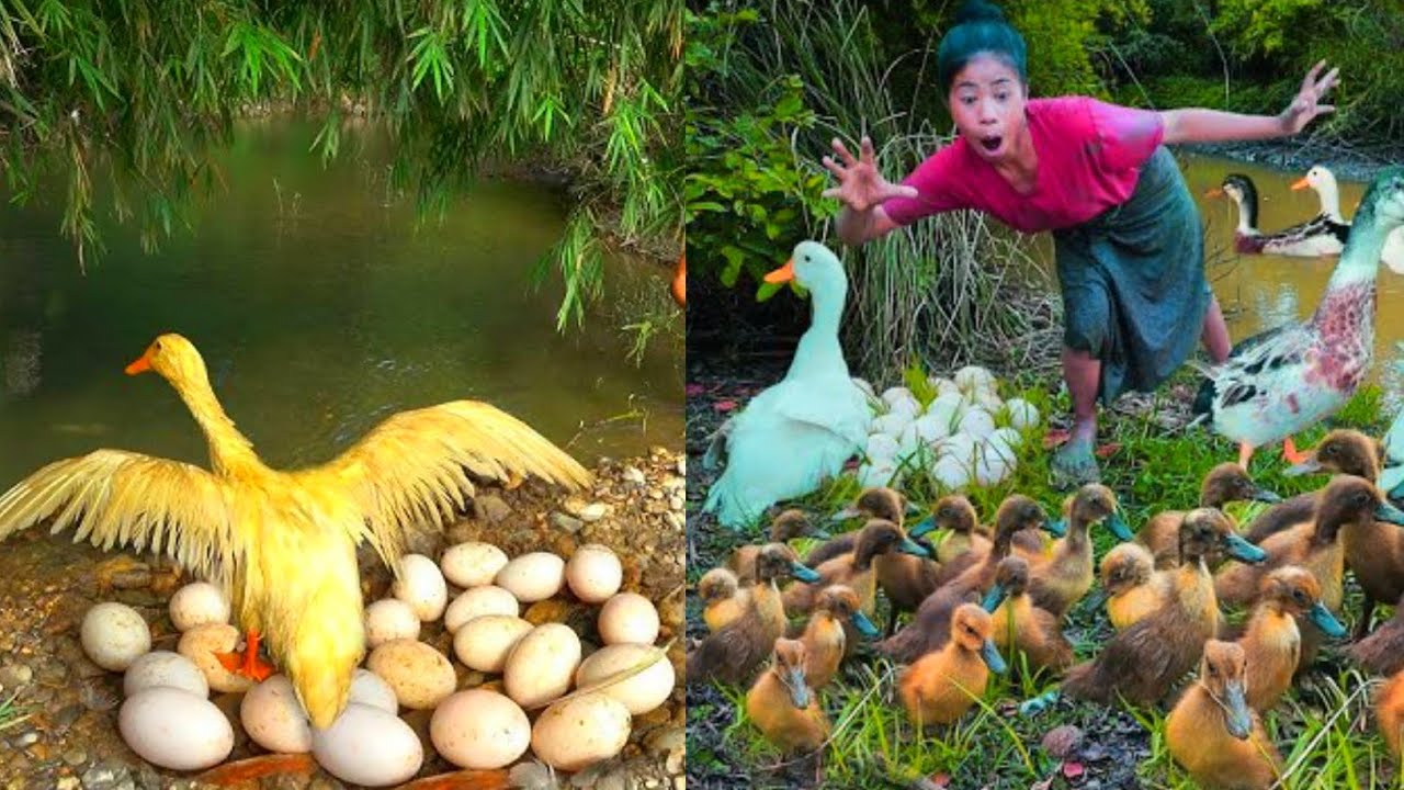 Heang Pailin Women finding duck with turtle and help duckling