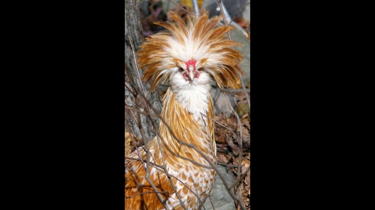 مزايا تربية دجاج البيض في البيوت المفتوحة و المغلقة  و عملية القلش