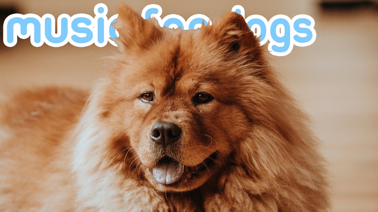 Music for Dogs! Combat Anxiety with Relaxing Dog ASMR! NEW 2020! Music for Dogs! Combat Anxiety with Relaxing Dog ASMR! NEW 2020!