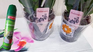 видео: КУПИЛА одну ОРХИДЕЮ ради ДРУГОЙ орхидеи | МУТАЦИЯ и аэрозоль от НАСЕКОМЫХ. орхидея фаленопсис картинка: КУПИЛА одну ОРХИДЕЮ ради ДРУГОЙ орхидеи | МУТАЦИЯ и аэрозоль от НАСЕКОМЫХ. орхидея фаленопсис