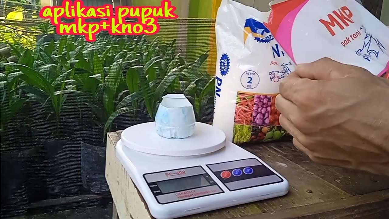 Cara Aplikasi dan Dosis pupuk mkp+kno3 untuk bibit kelapa sawit