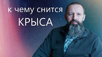 К чему снится КРЫСА.