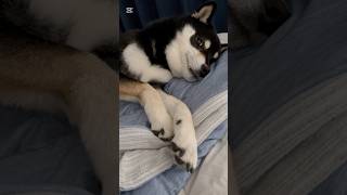 低血圧犬すんなりは起きてくれません。#柴犬 #shorts