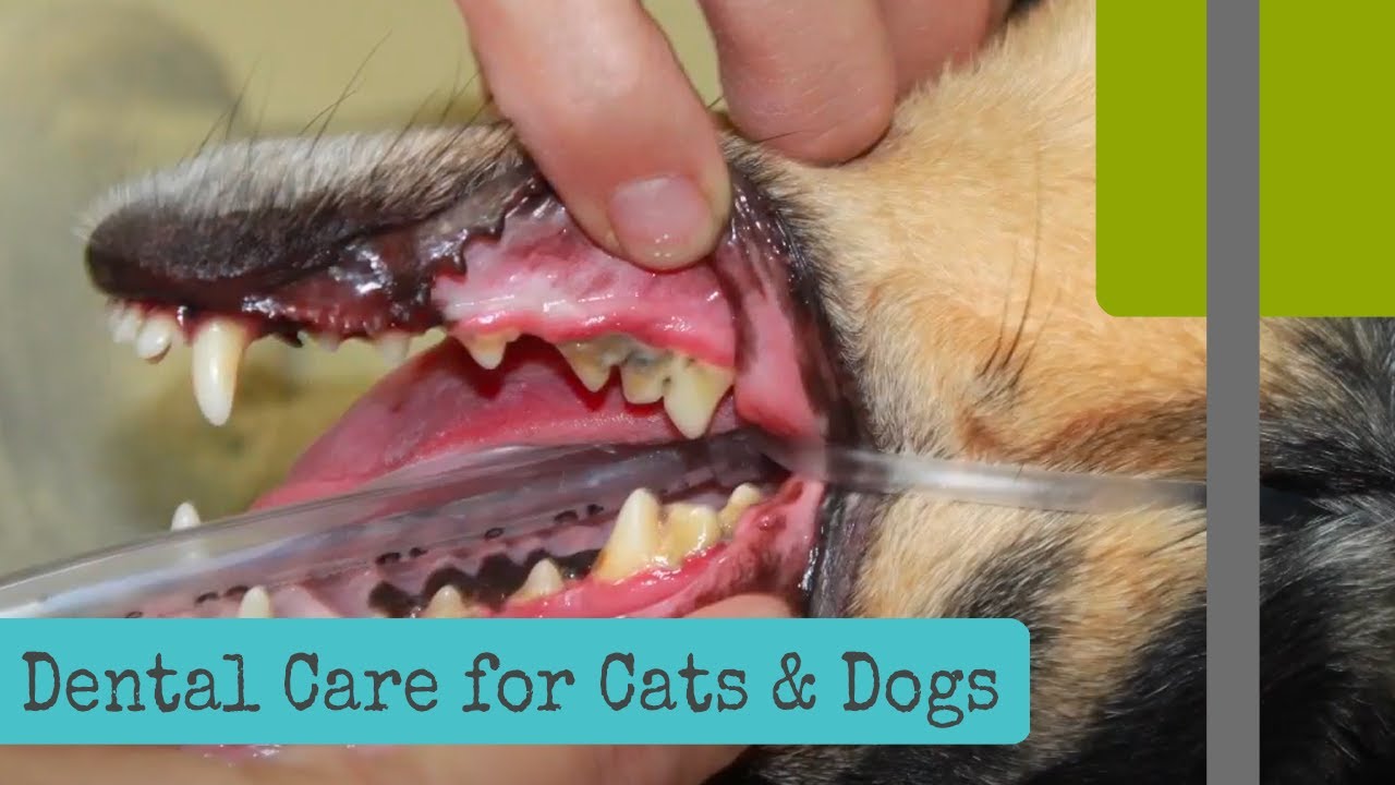 Dental Care for Dogs & Cats YouTube