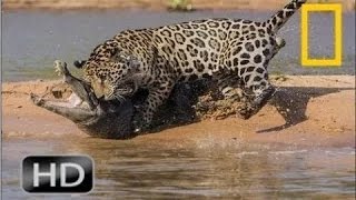 National Geographic Wild || The Snow Leopard Attacks Full Documentary HD