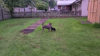 King and Artemis in the Backyard 1