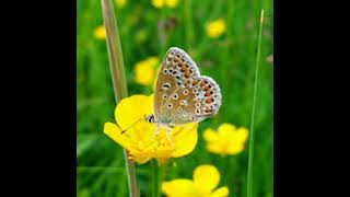 Butterfly and butter idioms, and suck it up buttercup! -- Butterflies in your stomach; social but...