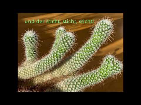 Mu - 5 - Mein kleiner grüner Kaktus