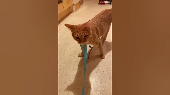 Video 10824091: cat cute funny pet, longing, meow happy