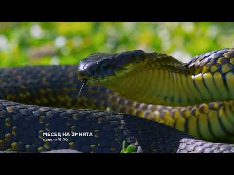Видео: Реми и Надин умират ли в змията?