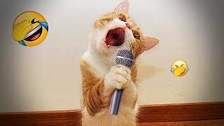 😻😅 Best Cats Videos ❤️🙀 New Funny Animals 2024 #7