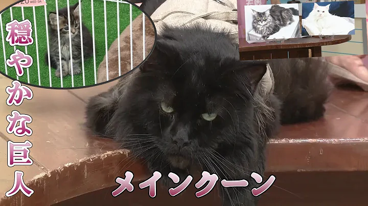 Video 10503241: maine coon cat baby, maine coon mother