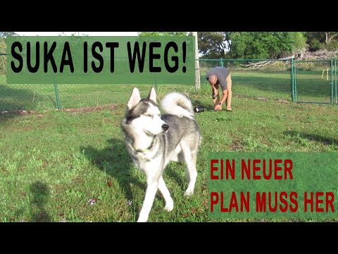 die-suche-nach-suka!---wo-ist-er?-/-hundezaun-installation