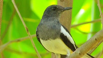 Oriental magpie robin | Indian birds || #birds video