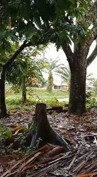 status wa || akankah kau merasakan. #shorts #storywa