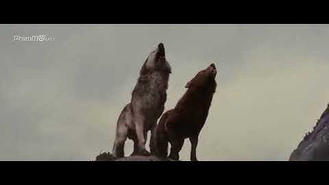 Người sói và ma ca rồng