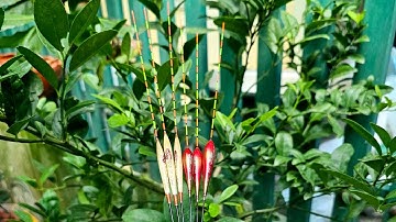 phao câu cá | Phao câu Diếc | phao cỏ 60k | phao tiểu phượng hoàng 80k | 0334968190