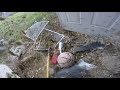 Huge Hornet Nest Removal Huge Hornet Nest Removal