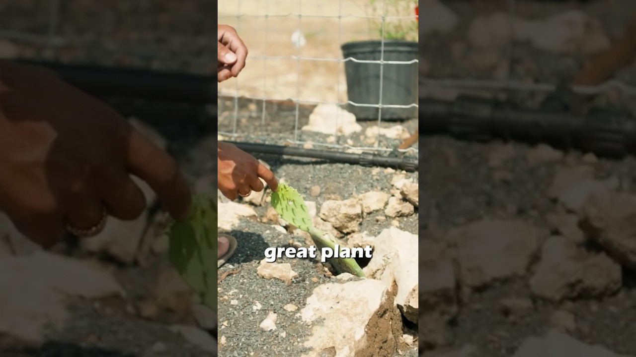 Это самое недооцененное растение в Техасе? 