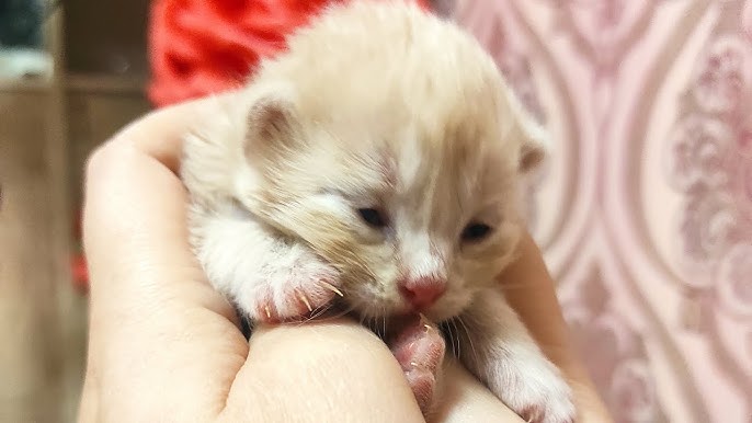 Onlayn porno anal ogiz Soqollangan mushuk va analning fotosuratlari