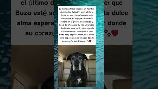 La Historia De Buzo Un Perro Leal Que Espera Un Nuevo Hogar