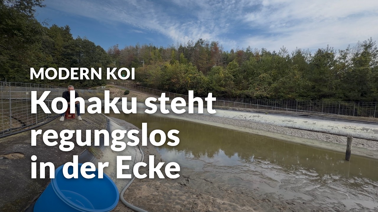 Kranker Koi und Teichabdeckung: Was tun vor dem Winter? | Modern Koi Blog #8420