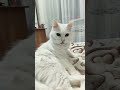 #cat #lifeisbutadream #snow #cute #юмор #веселыекоты #муся #видосыоткота