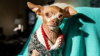 Chihuahua Dogs Refuse to Put Sweaters on for Dad. How to Put Sweaters on a Chihuahua.