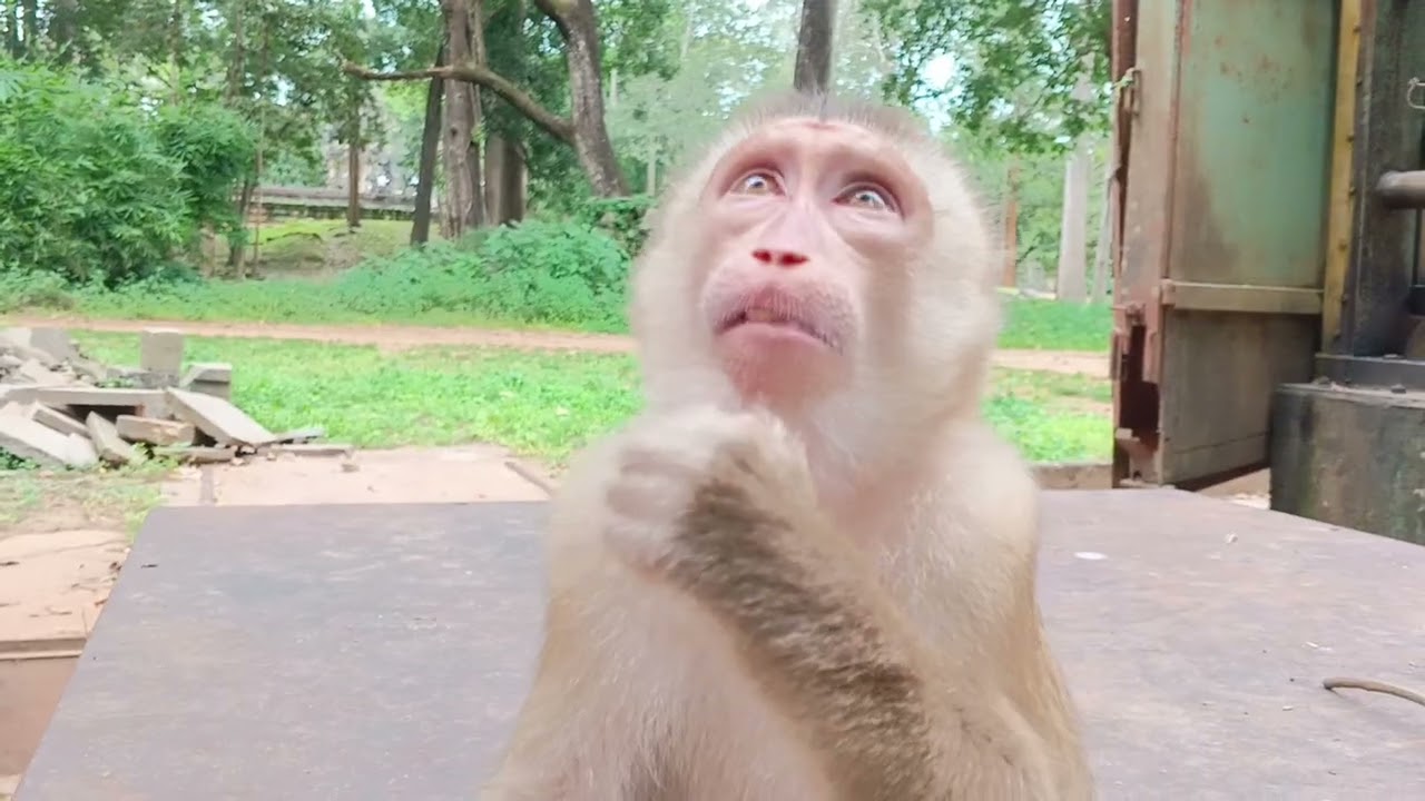 So Playful Monkey Makes a New Human Friend at the Ancient Pool 🐒💦 | Adorable & Funny Moments