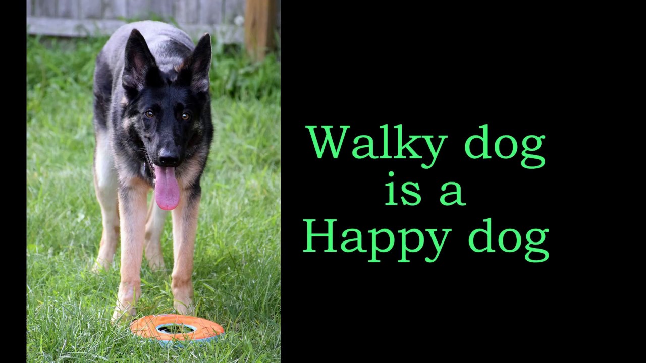 Walky Dog Plus YouTube