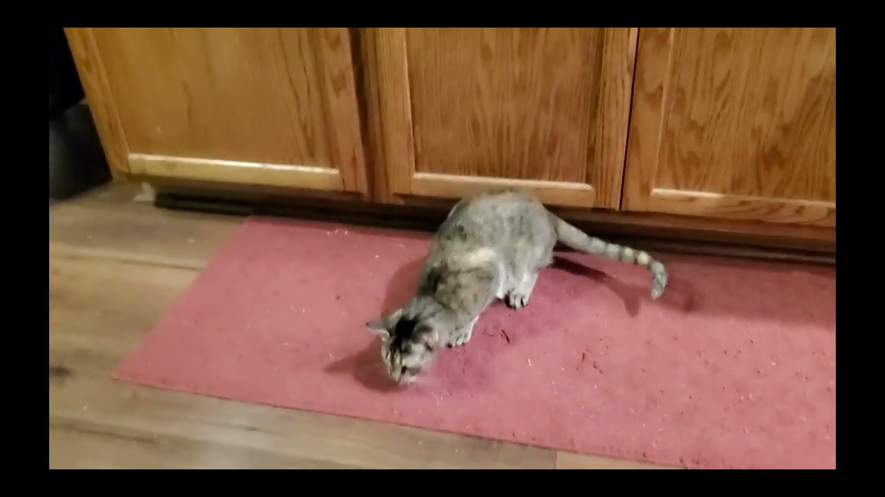 Trapper the Cat Goes Full Jedi with Green Laser FX 💚⚡